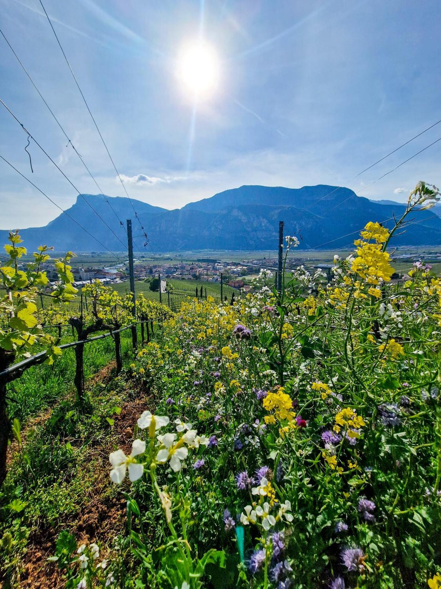 Hotel Garni La Vigna - Adult Friendly San Michele allʼAdige Eksteriør billede